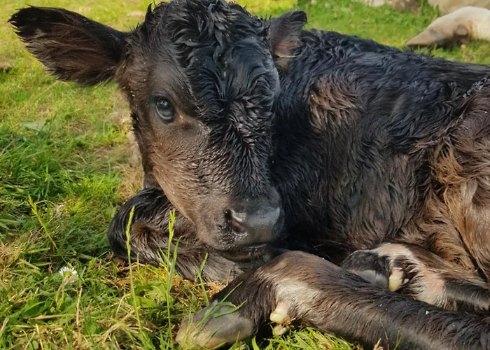 Debbie's At Tullig House & Farm Casa vacanze