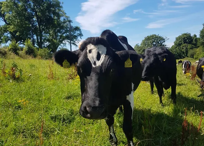 Casa vacanze Debbie's At Tullig House & Farm *