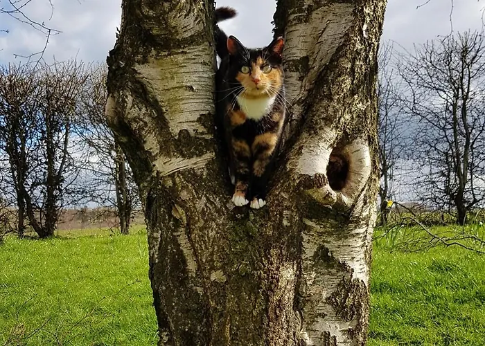 Debbie's At Tullig House & Farm Cill Airne