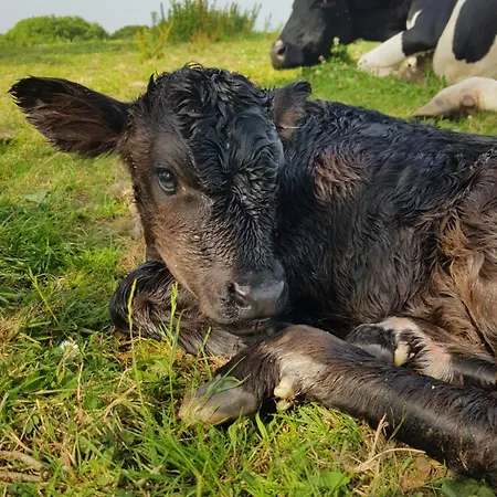 Debbie's At Tullig House & Farm Holiday home