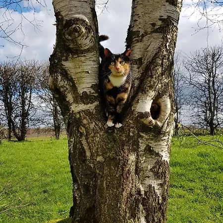 Debbie's At Tullig House & Farm Killarney