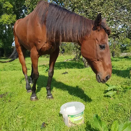 Debbie's At Tullig House & Farm Holiday home Killarney