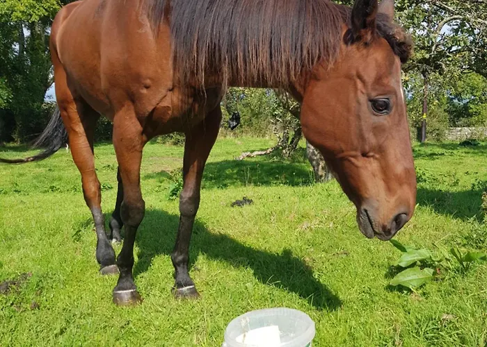 Debbie's At Tullig House & Farm Prázdninový dům Killarney